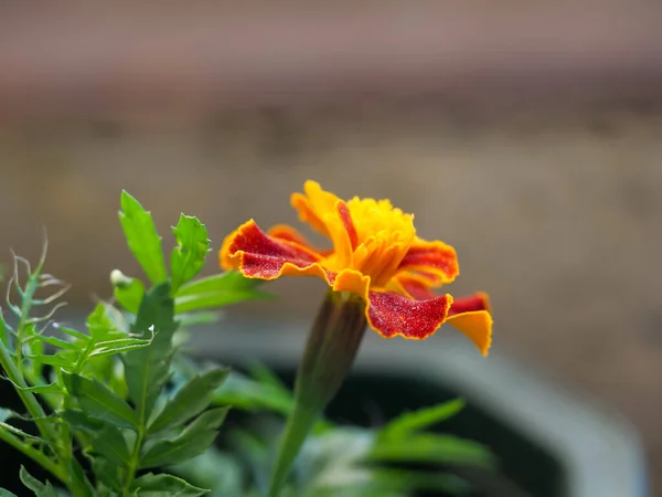 Tiro Close Uma Flor Calêndula Laranja Fundo Borrado — Fotografia de Stock