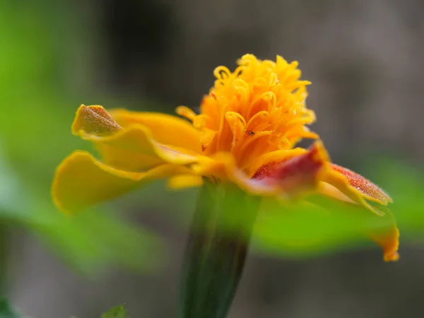 在模糊的背景上拍摄的一朵橙红色万寿菊的特写镜头 — 图库照片