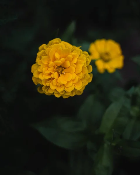 Une Vue Dessus Des Fleurs Jaunes Zinnia Dans Jardin — Photo