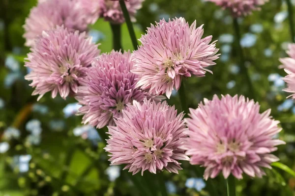 Colpo Fuoco Selettivo Erba Cipollina Allium Schoenoprasum Fiori — Foto Stock