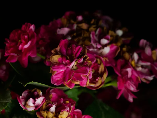 Primer Plano Rosa Dorando Flores Espino Medio Tierra — Foto de Stock