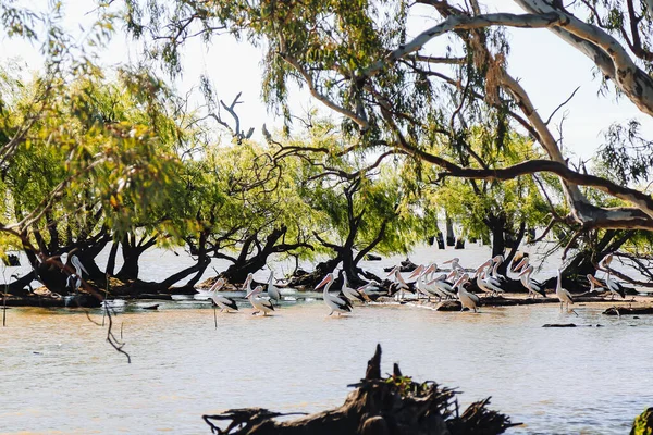 Los Bellos Pelícanos Nadando Lago Rodeado Árboles Parque —  Fotos de Stock