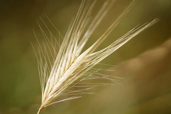 Primer Plano Trigo Sobre Fondo Borroso — Foto de Stock