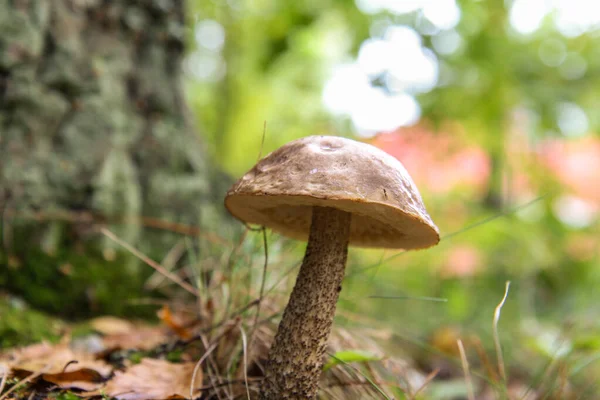 Tiro Close Grande Cogumelo Selvagem Floresta Com Fundo Bokeh Dia — Fotografia de Stock