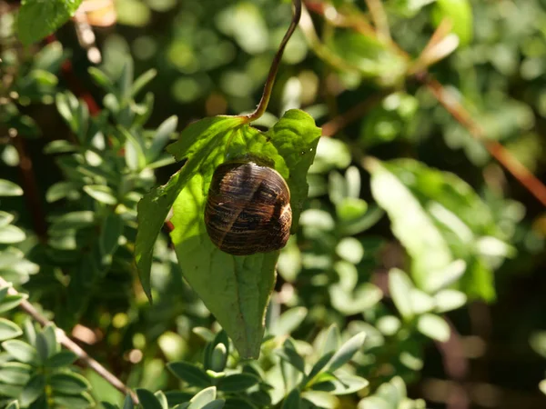 一只勃艮第蜗牛爬到树叶上的特写镜头 — 图库照片