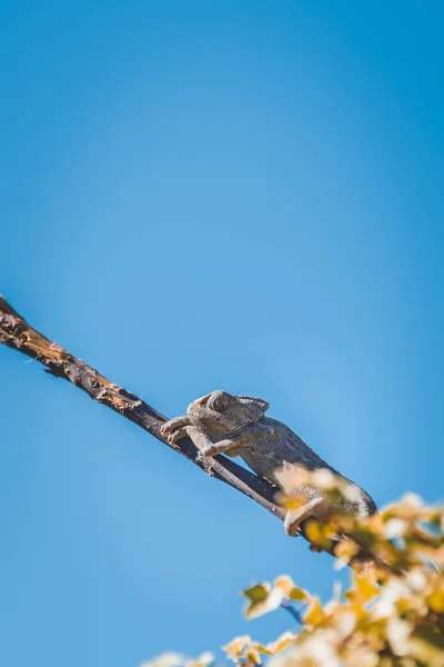 青い空の背景の木の枝に灰色のカメレオンのクローズアップショット — ストック写真