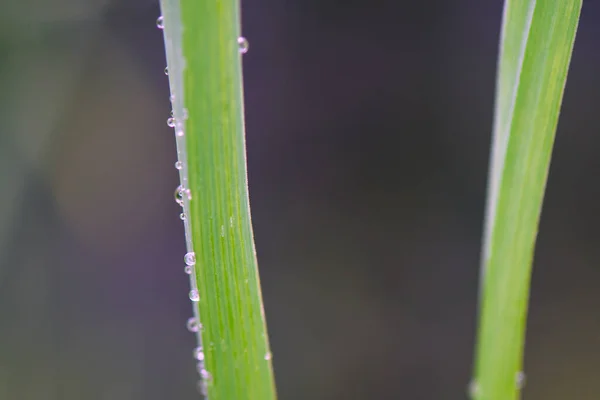 Primo Piano Una Foglia Verde Con Gocce Pioggia — Foto Stock