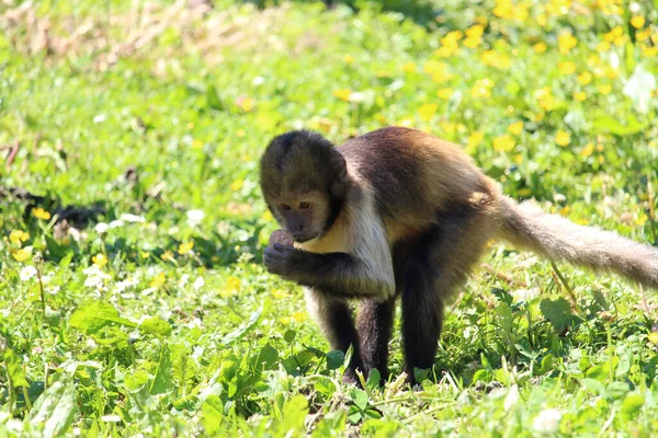 Uma Cena Engraçada Com Pequeno Macaco Bonito Explorando Uma Noz — Fotografia de Stock