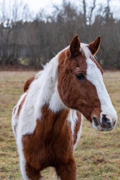 Een Verticaal Schot Van Een Wit Bruin Paard Een Weiland — Stockfoto