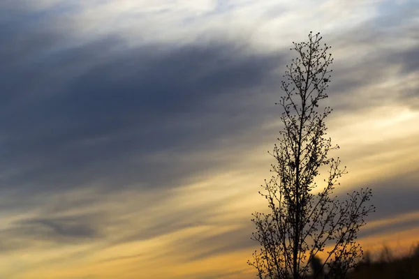 Drzewo Pod Błękitnym Zachmurzonym Niebem Zachodzie Słońca — Zdjęcie stockowe