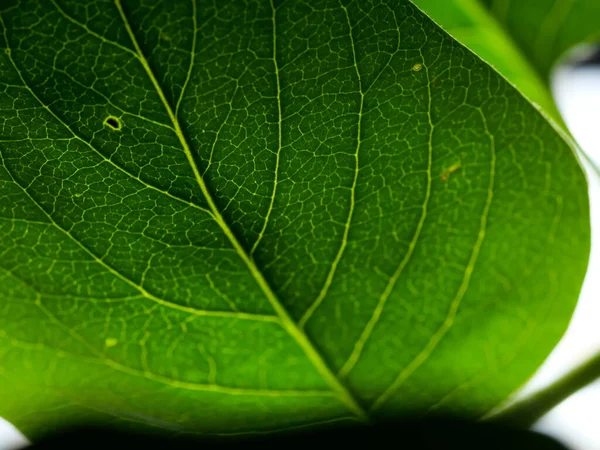 绿叶上的细节特写 — 图库照片