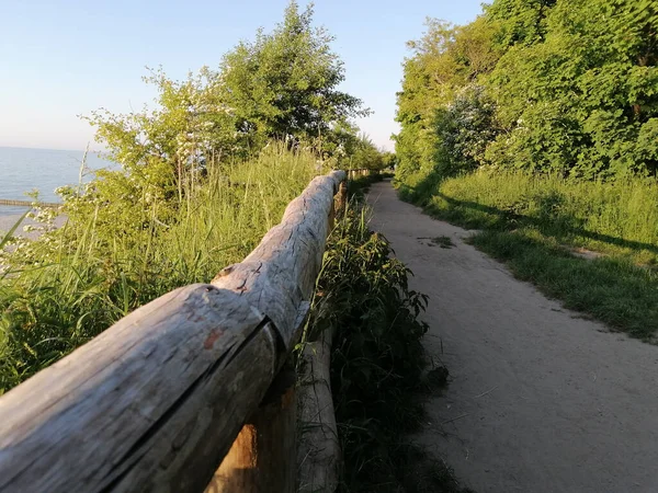 Closeup Shot Path Surrounded Greenery Sunny Day — Photo