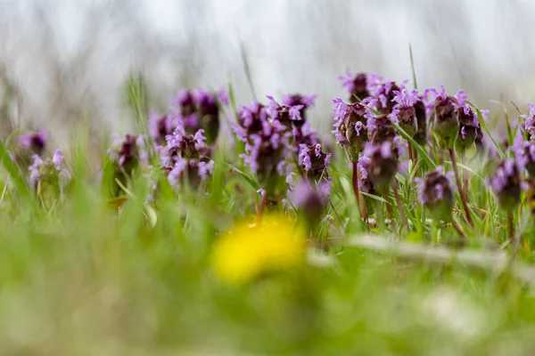 Une Mise Point Sélective Fleurs Sauvages Violettes Dans Champ — Photo