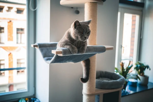 Primer Plano Gato Británico Shorthair Acostado Árbol Gatos Casa —  Fotos de Stock