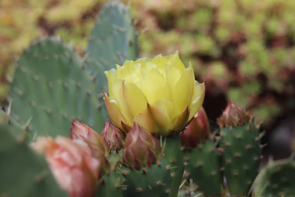 Enfoque Selectivo Una Planta Cactus Exótica Con Flores Capturadas Jardín — Foto de Stock