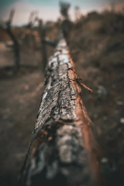 Pionowe Ujęcie Zgniłego Długiego Pnia Drzewa — Zdjęcie stockowe