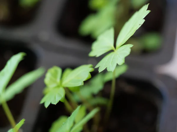 花园里一帧草莓开花植物的特写 — 图库照片