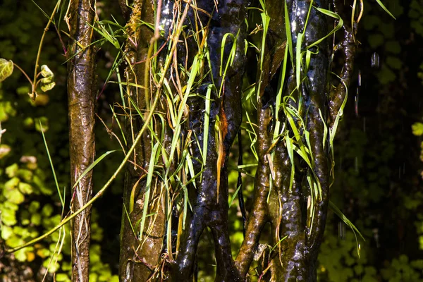 Closeup Shot Green Plants Outdoors — Φωτογραφία Αρχείου