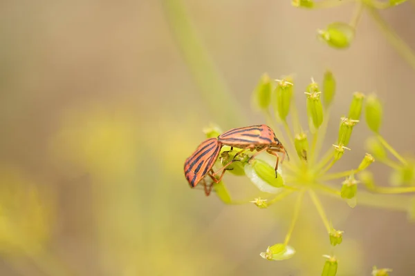 Dois Besouros Joaninha Uma Flor Amarela — Fotografia de Stock