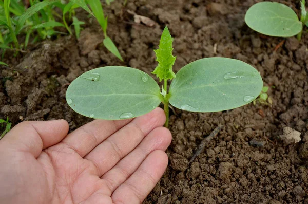 Een Close Shot Van Een Ronde Kalebas Plant Met Groene — Stockfoto