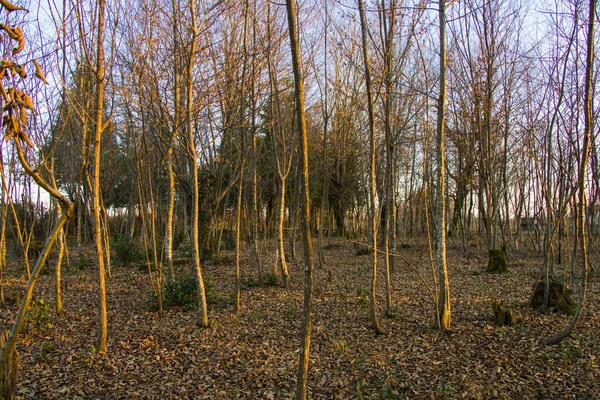 Vacker Utsikt Över Skog Hösten Vid Gyllene Timmen — Stockfoto