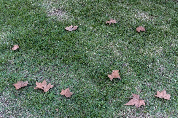 Dry Golden Autumn Leaves Fallen Green Grass — Stock Photo, Image