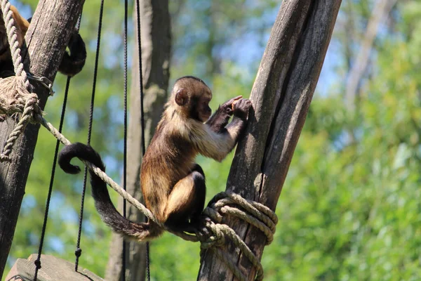 Vtipná Scéna Opatrnou Opičkou Sedící Kmeni Stromu — Stock fotografie
