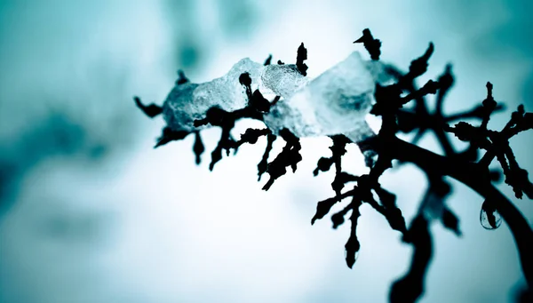 Makroaufnahme Von Eis Auf Einer Pflanze Auf Verschwommenem Hintergrund — Stockfoto