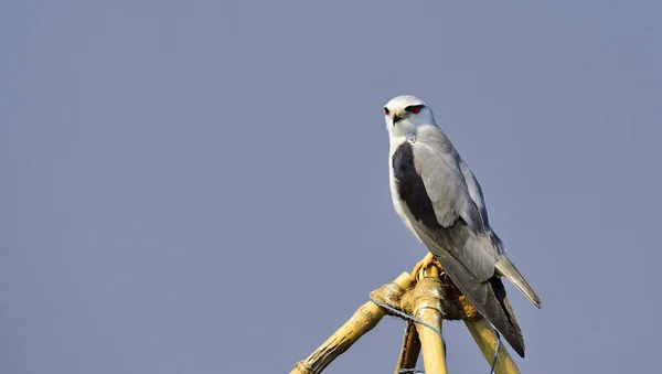 Eine Nahaufnahme Eines Fledermausfalken Vogels Der Auf Dem Holz Hockt — Stockfoto