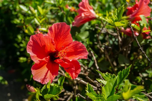 Eine Selektive Fokusaufnahme Roter Blumen Auf Einem Grünen Strauch Einem — Stockfoto