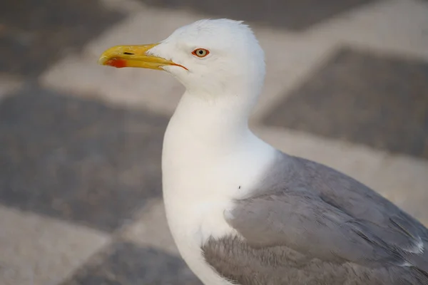 Closeup Shot Seagull Ground — Photo