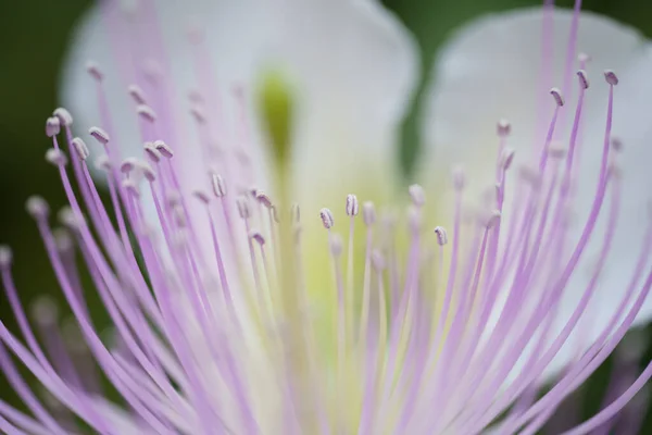 Ένα Κοντινό Πλάνο Ενός Μοβ Λουλουδιού Κάπαρης — Φωτογραφία Αρχείου