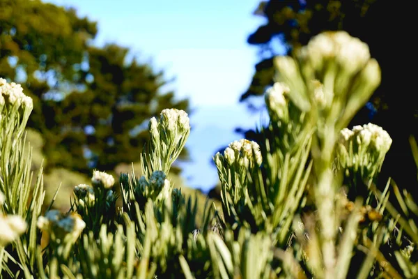 Selective Focus White Wildflowers Meadow — Photo