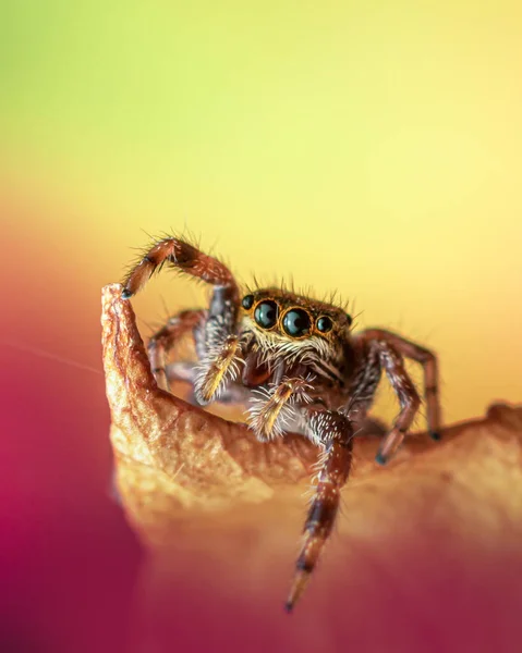 一只跳跃蜘蛛 Sitticus Fasciger 在五彩斑斓背景下的特写照片 — 图库照片