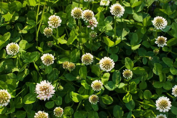 Wysoki Kąt Strzał Trifolium Pannonicum Kwiaty Polu — Zdjęcie stockowe