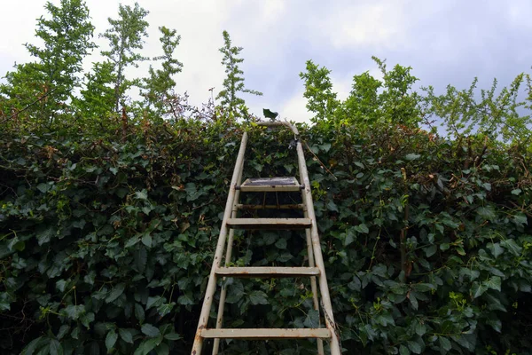 Sebuah Tangga Kayu Dekat Perkebunan Hijau — Stok Foto