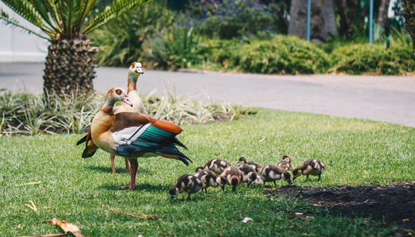 Tiro Seletivo Foco Uma Família Egípcia Ganso Com Dois Membros — Fotografia de Stock