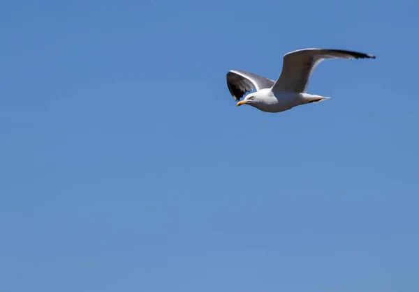 Tiro Close Uma Gaivota Voadora Céu Azul Claro Ótimo Para — Fotografia de Stock