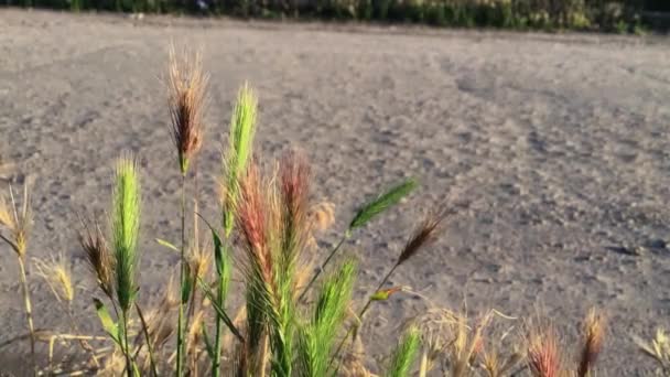 Une Séquence Herbes Sauvages Avec Une Surface Rugueuse Floue Arrière — Video