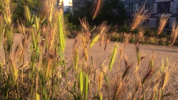 Footage Wild Grasses Blurry Rough Surface Background — Stock Video