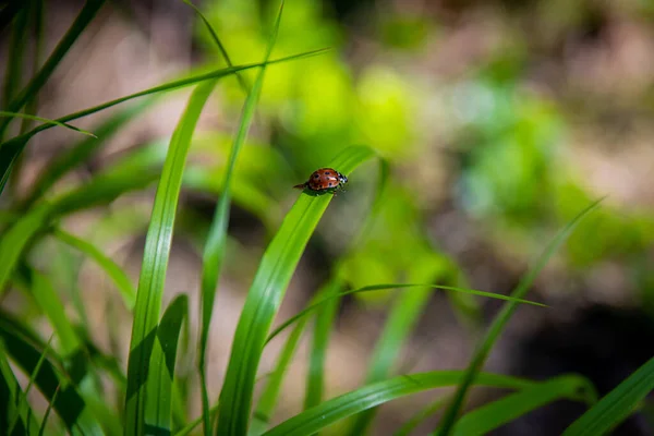 Yaprağın Üzerinde Sevimli Bir Uğur Böceğinin Yakın Plan Fotoğrafı — Stok fotoğraf