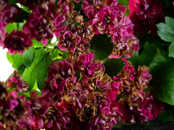 ピンクのミッドランド ホーソンの花のクローズアップショット — ストック写真