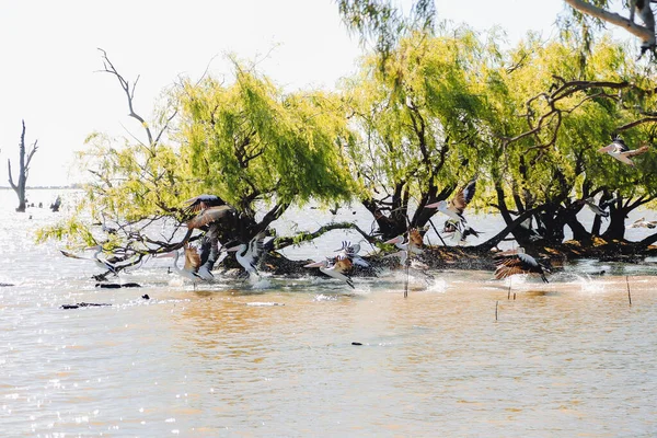 Красиві Пелікани Які Плавають Озері Оточені Деревами Парку — стокове фото