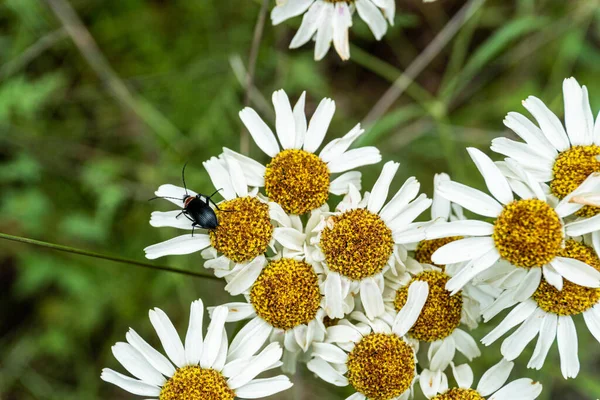 Ein Käfer Auf Gänseblümchen Einem Feld — Stockfoto