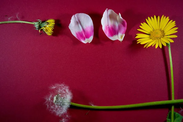 Closeup Shot Rose Petals Aster Dandelion Red Surface Copy Space — Φωτογραφία Αρχείου