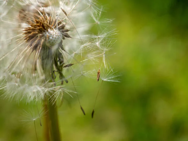 Une Mise Point Sélective Une Fleur Pissenlit Fleurs — Photo