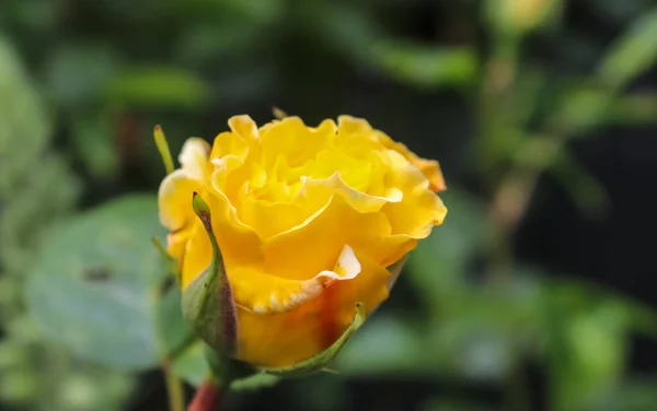 Selective Focus Shot Yellow Rose — Stock Photo, Image