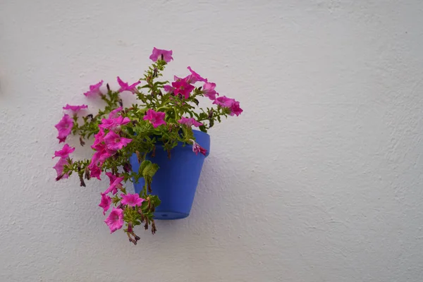 Decorative Pot Purple Pink Flowers White Wall — Stock Photo, Image
