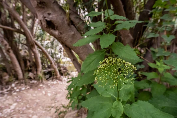 Una Planta Saúco Creciendo Bosque Salvaje — Foto de Stock