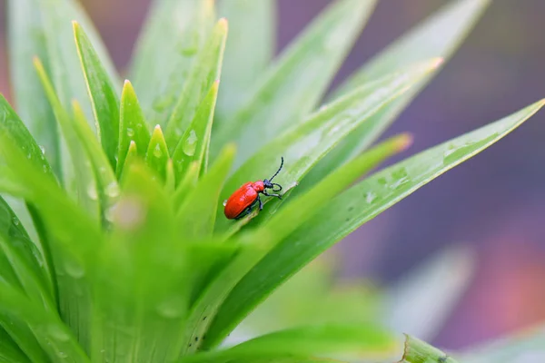 Closeup Shot Ladybug Green Plant Raindrops — Photo